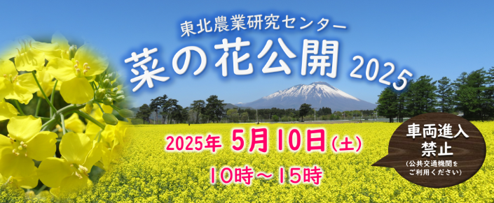 東北農業研究センター菜の花公開 2025(2025年05月開催) | 農研機構